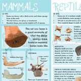 Faunal Remains Handout