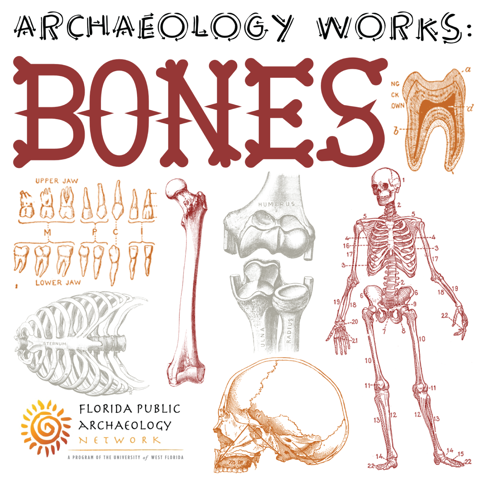 AW_bones